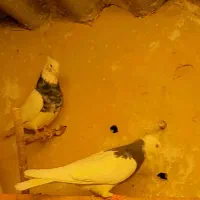 کبوتر طوقی|پرنده|محمدشهر, کوی بهار|دیوار