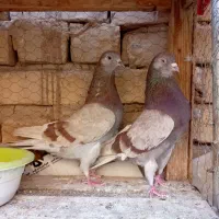 ۵ جفت کبوتر کاشونی