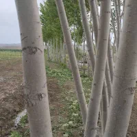 خریدار چوب صنوبر ودرخت میوه ضایعات با قیمت خوب|خدمات باغبانی و درختکاری|دره رود, |دیوار