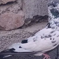 کبوتر ماده سوسکی