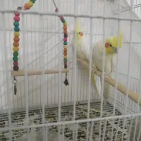 عروس هلندی لیتینو رو تخم|پرنده|خاش, |دیوار