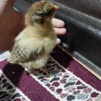 5 عدد جوجه 16 روزه