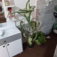 گل خوشکل سرحال|گل و گیاه طبیعی|کاشمر, |دیوار