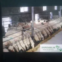 نیازمند کارگر جهت دامداری