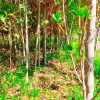 نهال چنار دو ساله|خدمات باغبانی و درختکاری|خفر, |دیوار