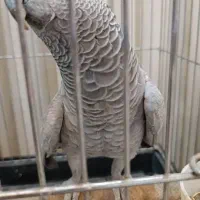 کاسکو رام دستی باهوش پرکلام|پرنده|تهران, اسکندری|دیوار