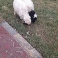 بره جفت مناسب عید قربان