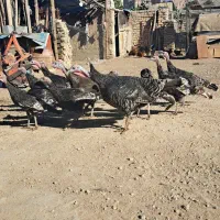 پیربکران بوقلمون فقط ماده
