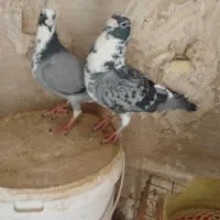 ابلغ مگس وابلغ سبز