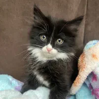 واگذاری گربه