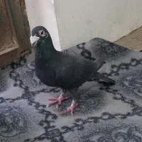 کفتر|پرنده|زهک, |دیوار