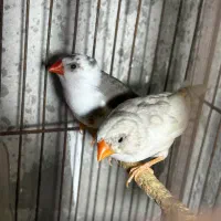 فنچ لپ|پرنده|رشت, بوسار|دیوار