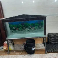 آکواریوم شیشه ۱۰ میل