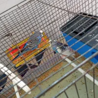 یک جفت مرغ عشق