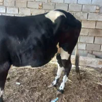 خرمشهرگاو قصابی یک شکم