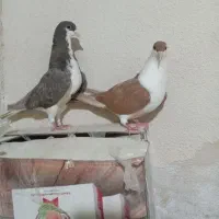 سلام دوجفت چپ و ساده به شرط تخم وجوجه