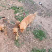 پاکوتاه|سگ|نیشابور, مازول|دیوار