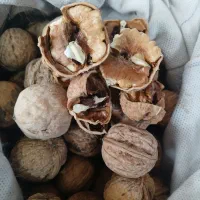 گردو درجه یک