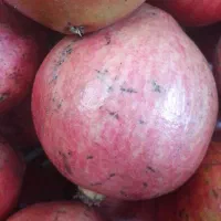 انار عالی همه سایز 300 کیلوهمه بشرط