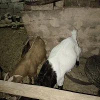 بز ماده آبستن پاکستانی و مورسیا و بز نر آلپاین|حیوانات مزرعه|دماوند, دماوند|دیوار