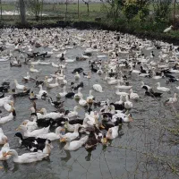 اردک|حیوانات مزرعه|آستارا, |دیوار