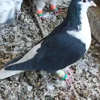 صیدبوم بلند|پرنده|تربت‌حیدریه, یحیی آباد|دیوار