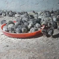 جوجه بلدرچین