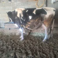 گاوفروشی|حیوانات مزرعه|چیتاب, |دیوار