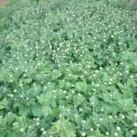 گل داودی|گل و گیاه طبیعی|محلات, |دیوار