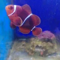 جفت دلقک ماهی آبشور