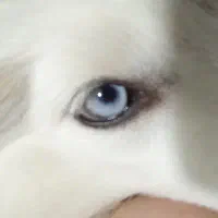 توله هاسکی مالاموت