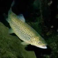 فروش ماهی قزل آلا