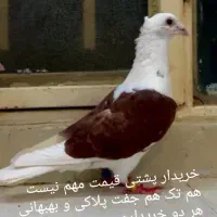 کبوتر دوکت