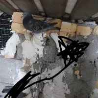 کفتر|پرنده|بجنورد, |دیوار