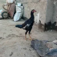 لاری|پرنده|مشهد, نیزه|دیوار