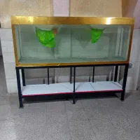 اکواریوم|ماهی|محمدیه-قزوین, |دیوار