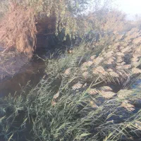 ۱۲ من زمین کشاورزی|اجارهٔ دفتر صنعتی، کشاورزی، تجاری|زابل, |دیوار