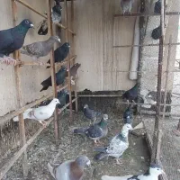 کبوتر صید پرشی