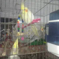 عروس هلندی