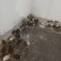 جوجه  بلدرچین|حیوانات مزرعه|تربت‌حیدریه, بالا ولایت|دیوار