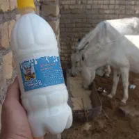 شیر تازه الاغ