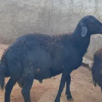قوچ قزل افشار سه شیره
