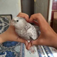 یک عدد عروس هلندی ایزابلا مرواریدی ۷ ماهه نر