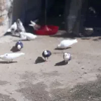 کبوتر