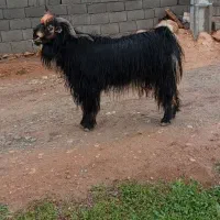 یک راس دوبور درجه یک