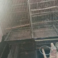تعدادی قفس پرنده دست دوم|لوازم جانبی حیوانات|رشت, گلسار|دیوار