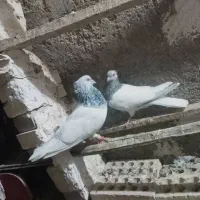 کله الماسی|پرنده|کرخه, |دیوار