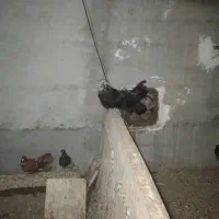 خروس لهستانی اصل پا پر|حیوانات مزرعه|اهواز, کوی رمضان|دیوار