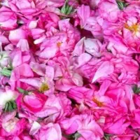 گلاب ، گلابه کاشونه / درجه 1 دو اتیشه