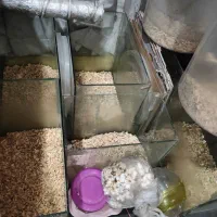 آکواریوم و سطل مخصوص پرورش همستر